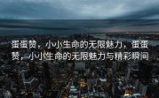 蛋蛋赞，小小生命的无限魅力，蛋蛋赞，小小生命的无限魅力与精彩瞬间
